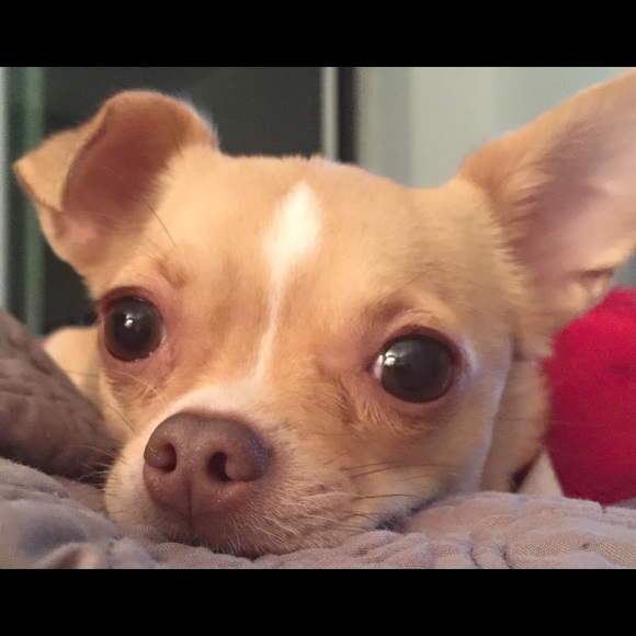 Meet your Posher, Bonnie - Picture 1 of 2